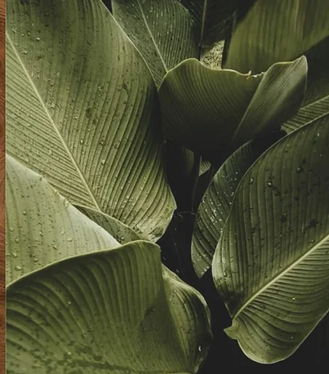Textura de referencia: vegetación del golfo