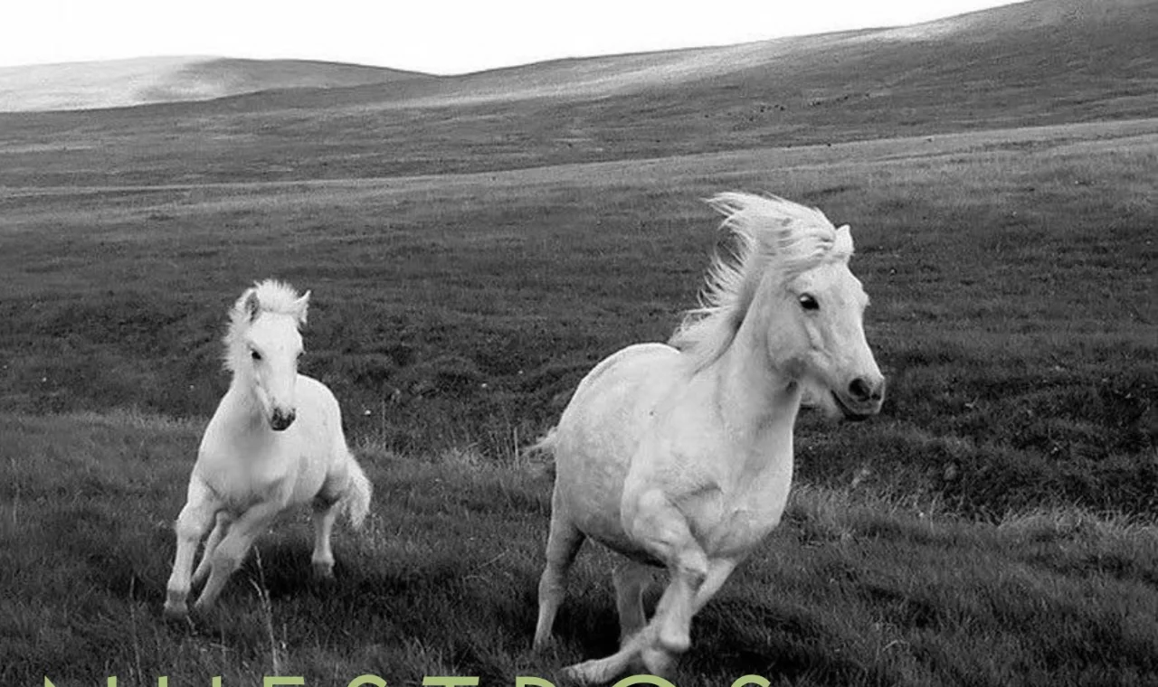 Caballos blancos corriendo en campo abierto